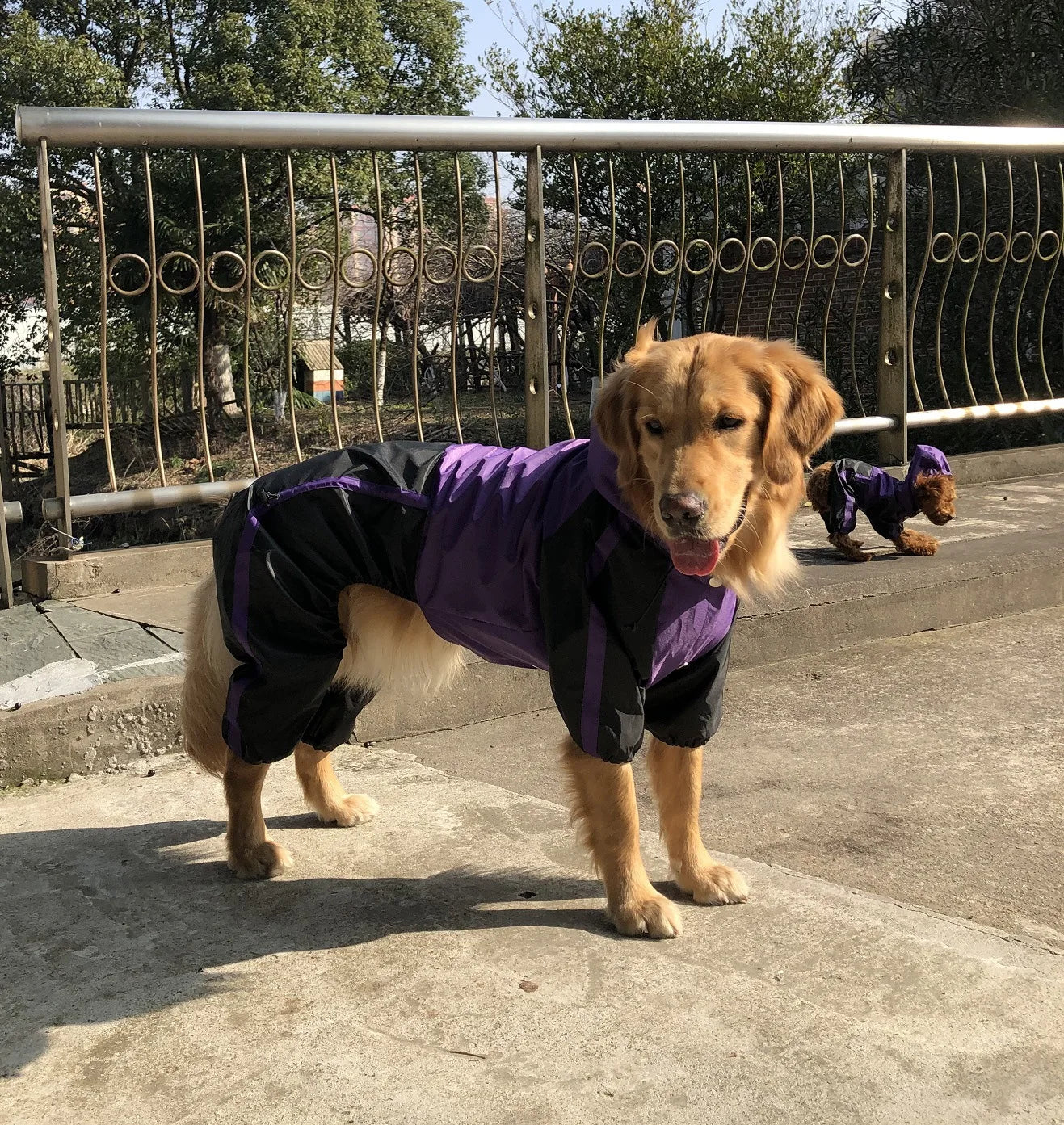 Big Dog Hooded Raincoat Puppy Raincoat Medium Large Dog Jacket Bull Terrier Staffordshire/Greyhound